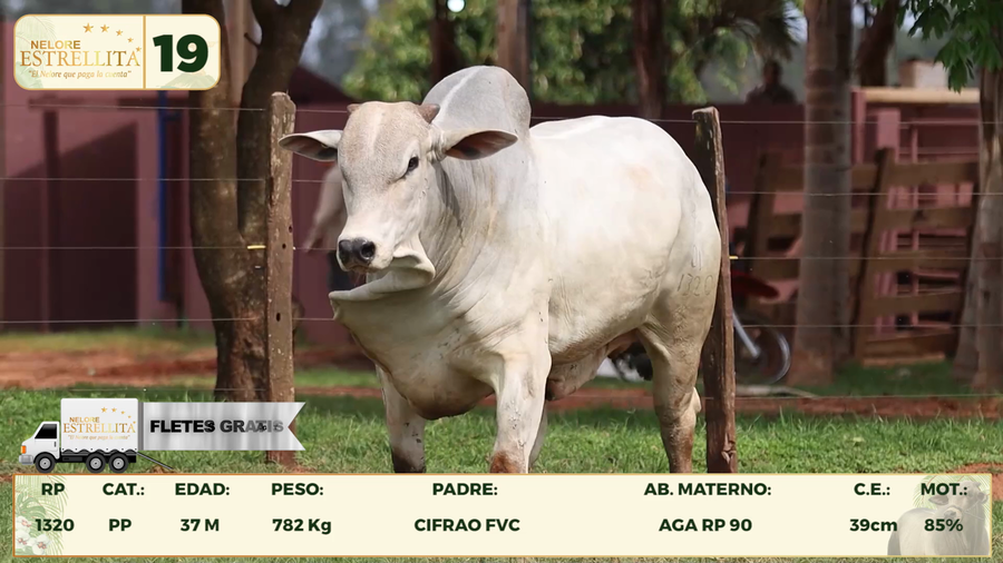 Lote LOTE 19