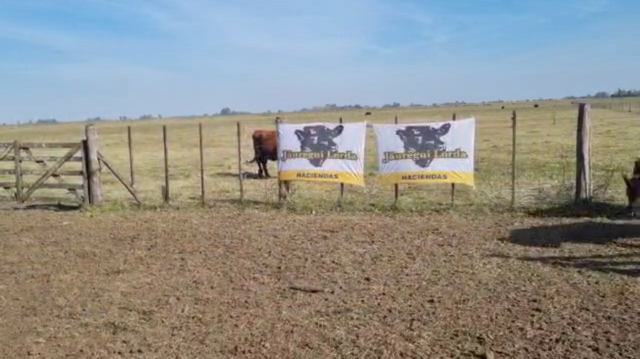 Lote 60 Terneros/as en Brandsen, Buenos Aires