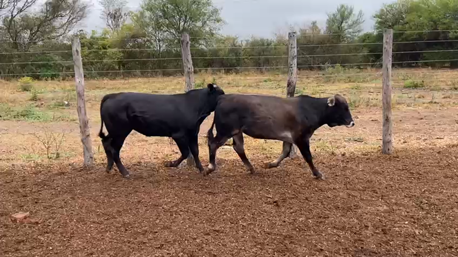 Lote 70 Novillitos en Gral. Manuel Belgrano, Formosa