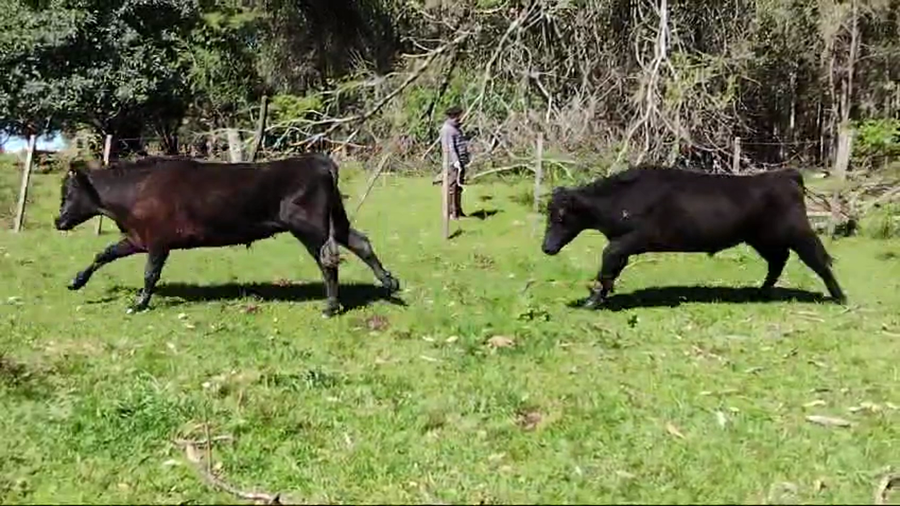 Lote 37 Novillos a remate en Dia del Toro 352kg -  en Cerro Solito  - 2da Seccion - Km 473 - Ruta 5 - 8 km por Camino vecinal
