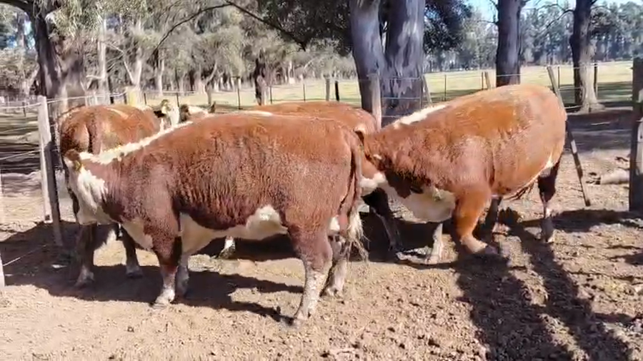 Lote Vaquillonas PR Polled Hereford Preñadas Parición Primavera "Cabaña Caldenes"