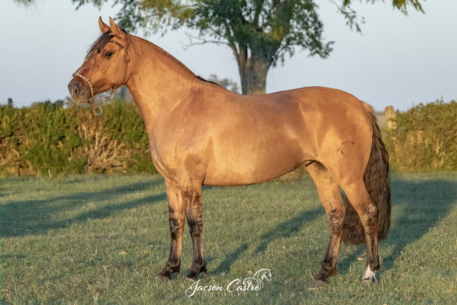 Lote Samanta De Los Recuerdos