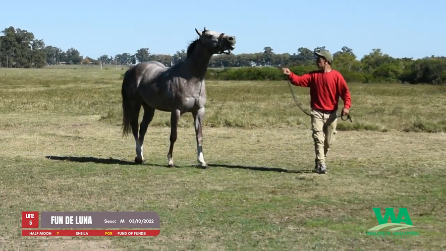 Lote FUN DE LUNA