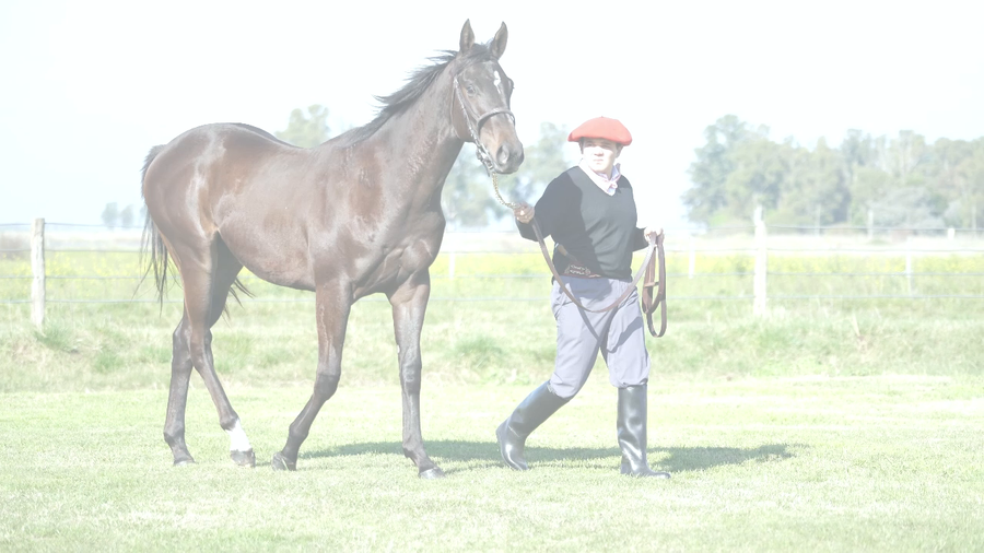 Lote HECHIZADO NIK (NICODEMUS -  HECHIZADA SEA)
