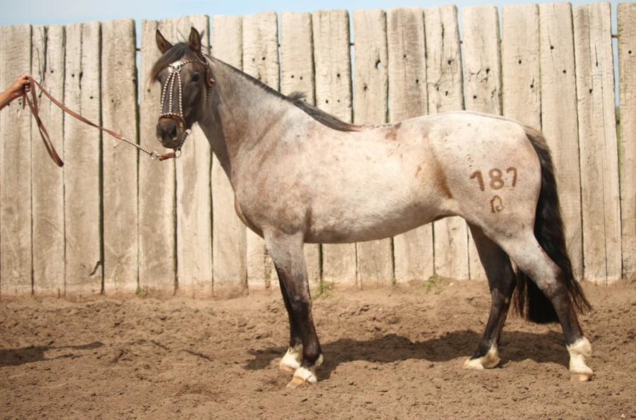 Lote LACAMPANA MAMADERA