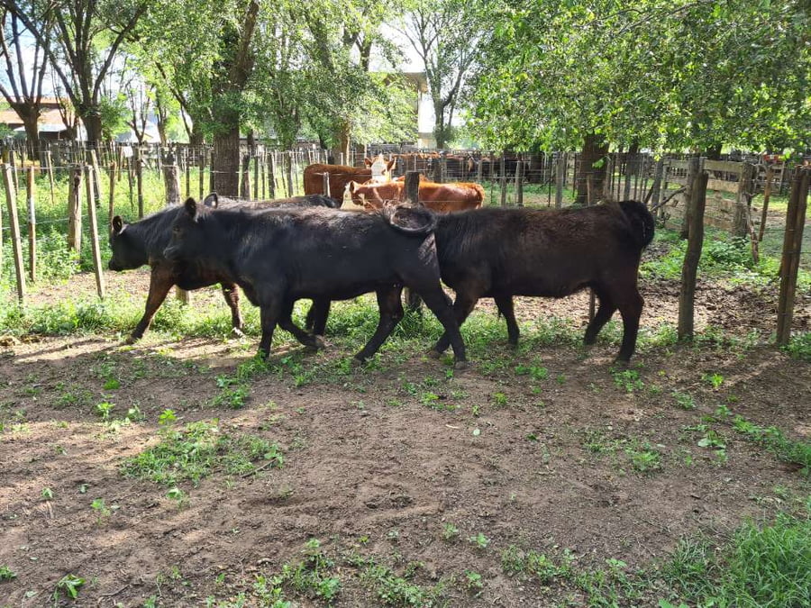 Lote 3 Vaquillonas en Gral. Lamadrid, Buenos Aires