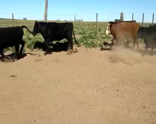 Lote 30 Terneras en Alpachiri, La Pampa