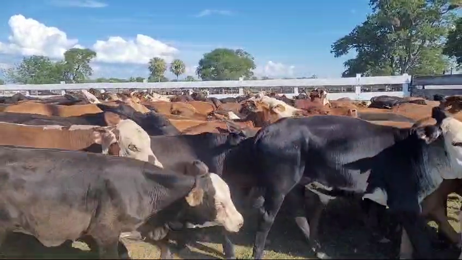 Lote 110 Terneros/as