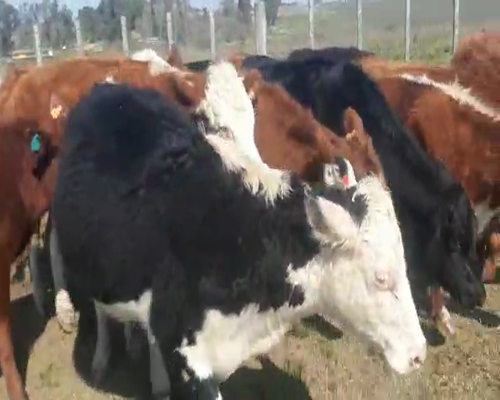 Lote 22 Vaquillonas Vacas Preñadas HEREFORD ANGUS Y CRUZAS a remate en Pantalla Aniversario 350kg - , San José