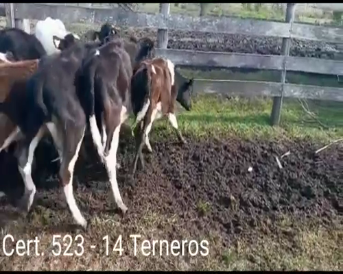 Lote (Vendido)14 Terneros 6 HO - 8 HO/ JE a remate en Remate virtual de Coco Morales & Asoc. 115kg -  en PARAJE SANTA ROSA A 5KM DE CONCHILLAS POR CAMINO VECINAL