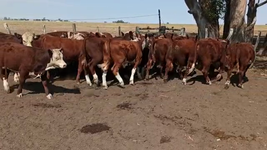 Lote 85 Terneros en San Salvador, Entre Ríos