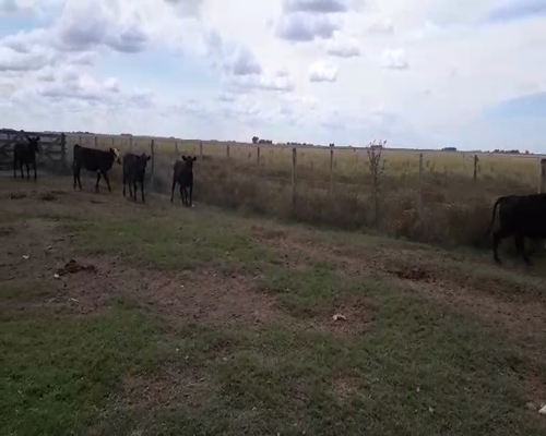 Lote 15 Terneros en arboledas, Buenos Aires