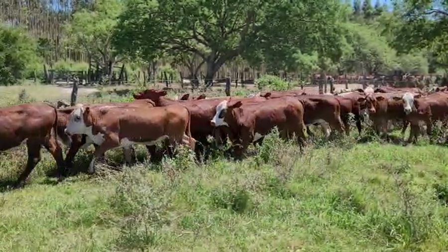 Lote 80 Terneras en Saladas, Corrientes