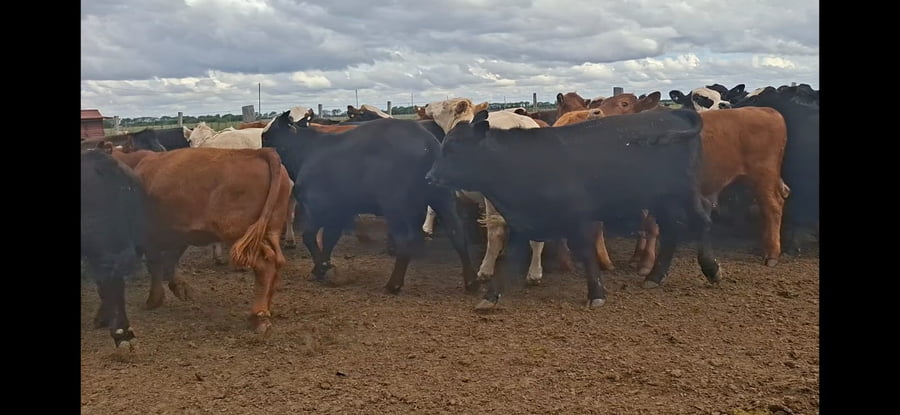 Lote 65 Novillitos en Río Cuarto, Córdoba