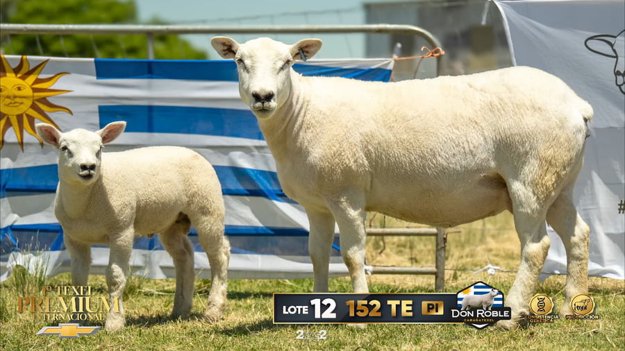 Lote Hembras Paridas a remate en 1º Texel Premium Internacional, Canelones