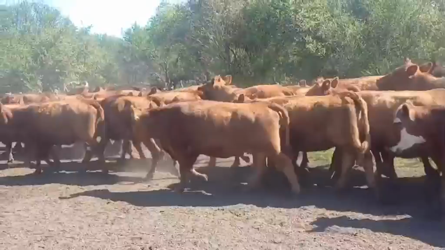 Lote 57 Vacas c/ garantia de preñez en Entre Ríos, Federal