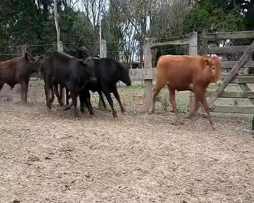 Lote 220 Terneros en Misión San Fco., Formosa