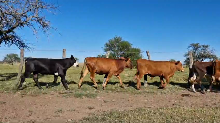 Lote 6 Novillitos