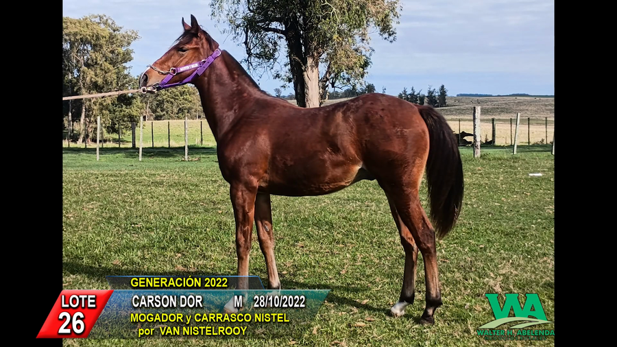 Lote CARSON DOR