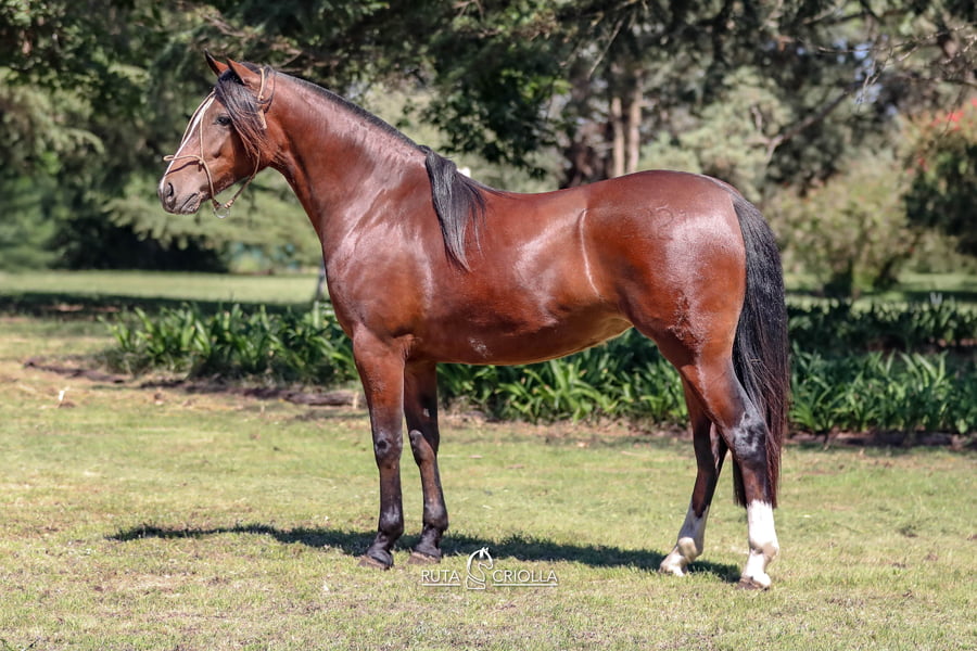 Lote Ñandu Cascarilla