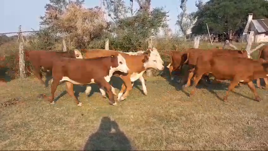 Lote 70 Terneros en Corrientes, Curuzú-Cuatiá