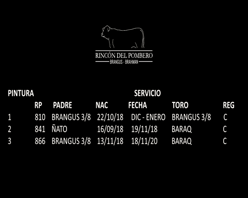 Lote TRIO VAQUILLAS NEGRAS