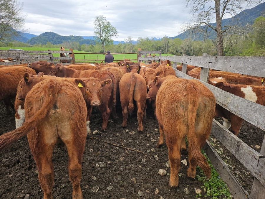 Lote 55 Novillo Engorda en Futrono, XIV Región Los Ríos