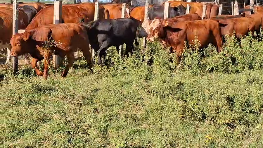 Lote TERNEROS