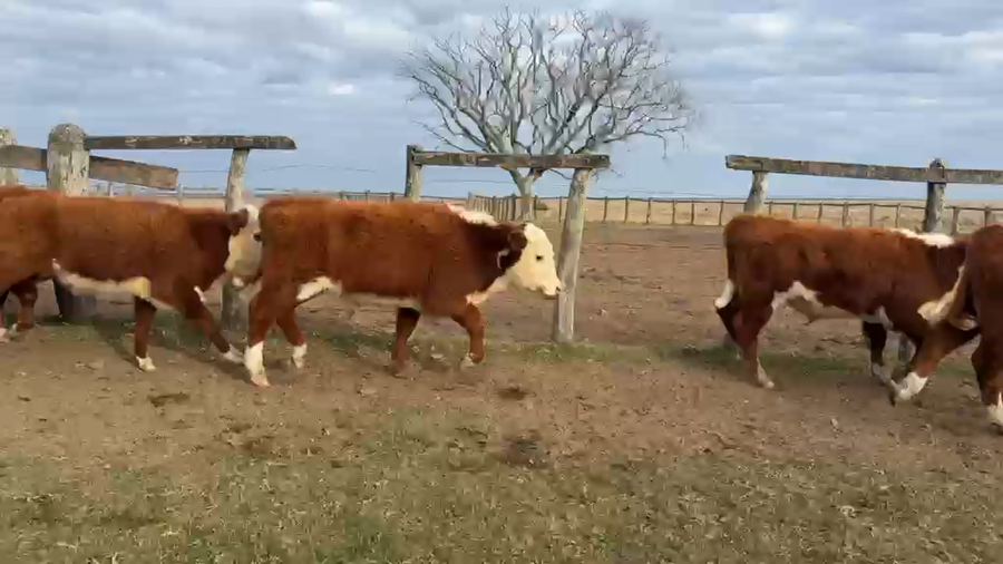 Lote 105 Terneros
