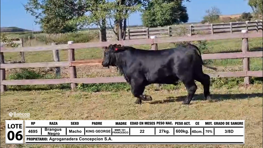 Lote Lote 6