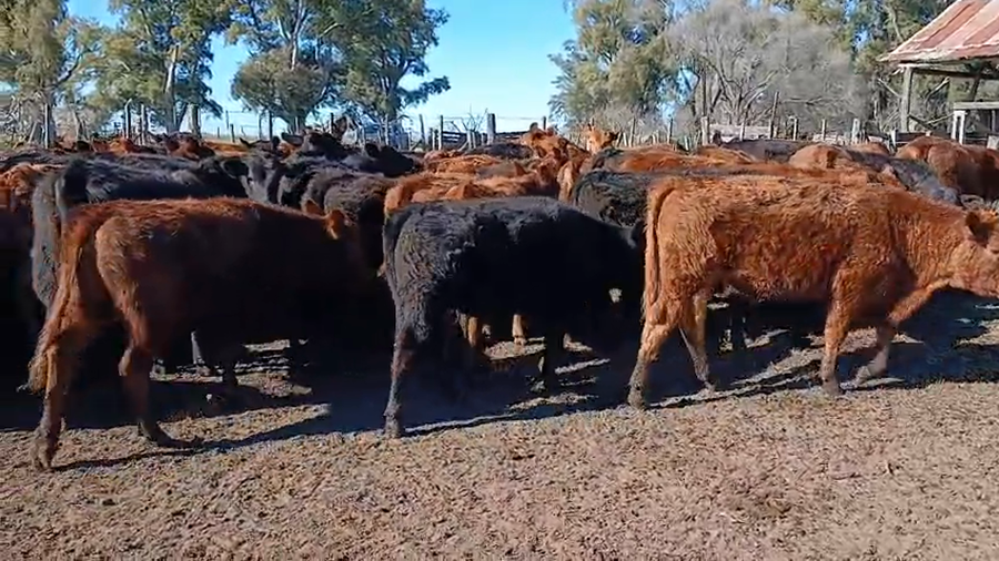 Lote 50 Vaquillonas