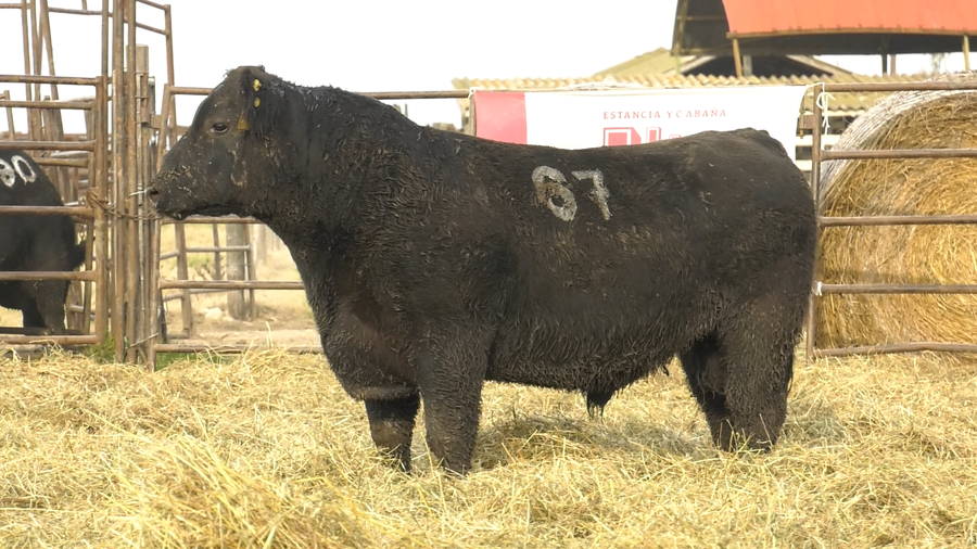 Lote TOROS ANGUS NEGROS  PC