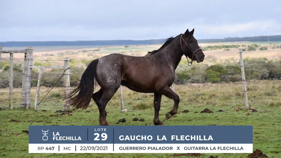 Lote GAUCHO LA FLECHILLA