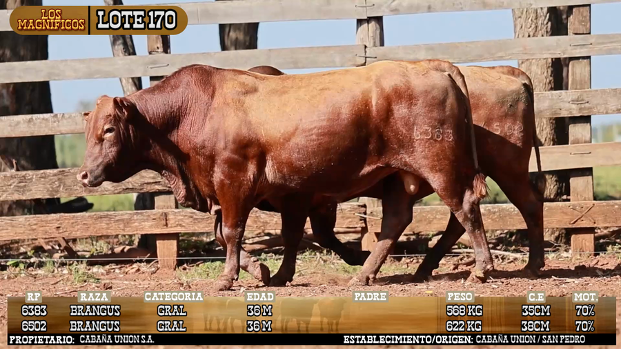 Lote LOTE 170 - PANTALLA