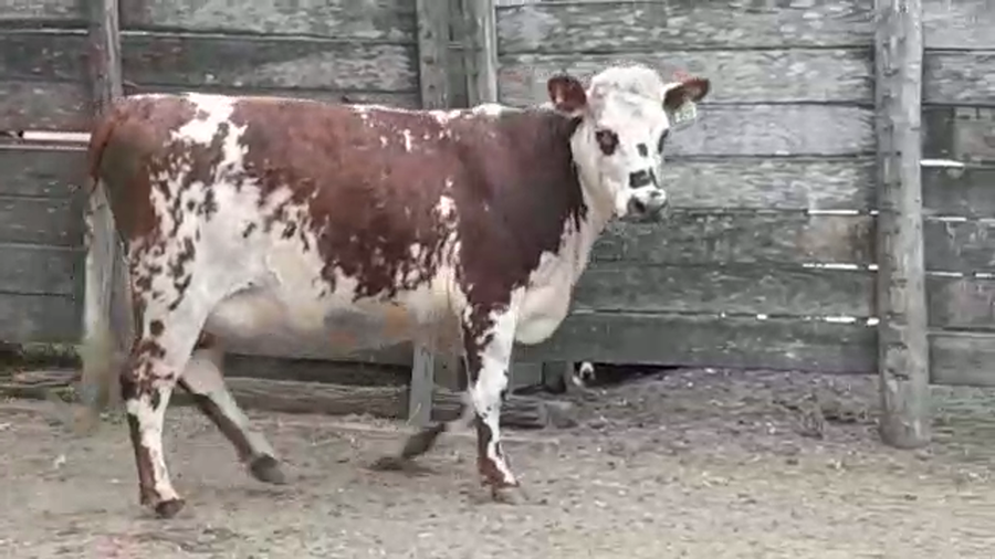 Lote VAQUILLONAS PI PREÑADAS