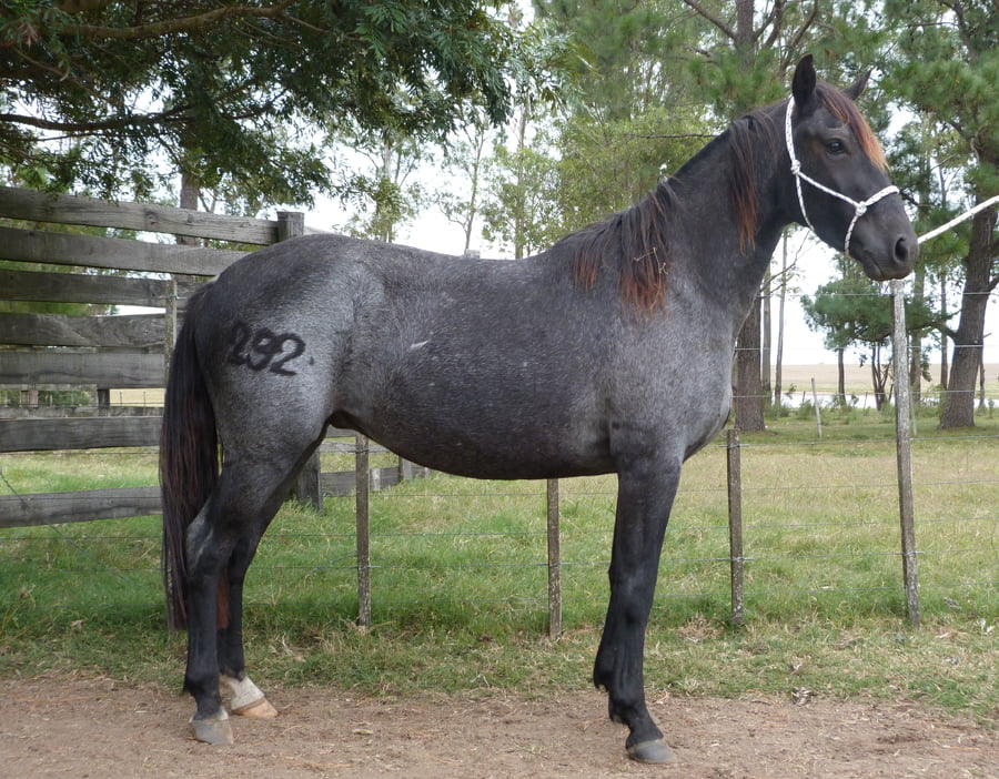 Lote LIMON ESCONDIDO