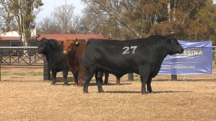 Lote TOROS ANGUS PUROS CONTROLADOS