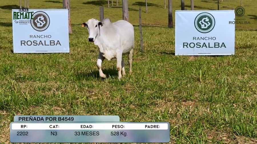 Lote Vaquillas a remate en Tercer Remate Agroganadera Natalia, Concepción