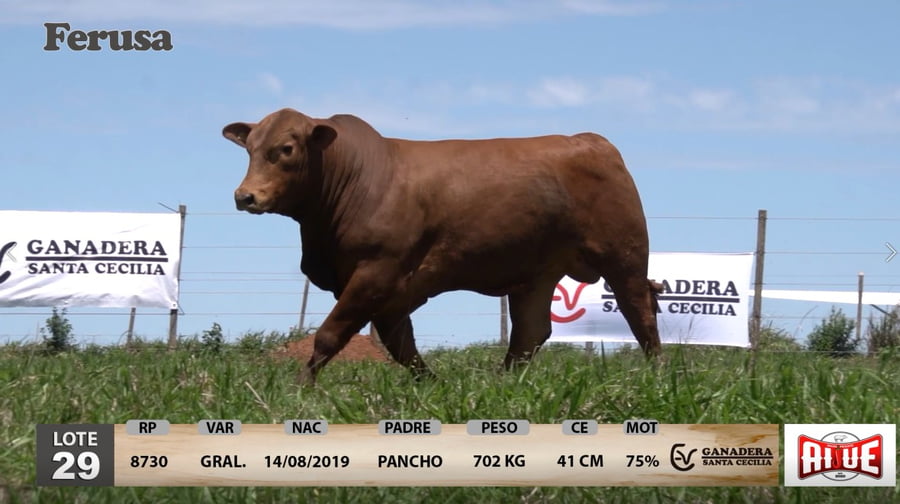 Lote Ganadera Santa Cecilia - Lote 29