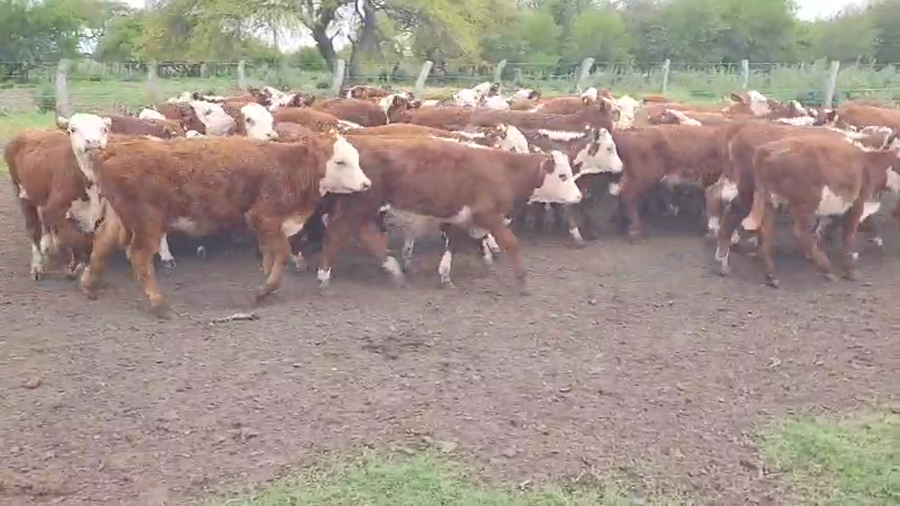 Lote 60 Terneros/as en Entre Ríos, Villaguay