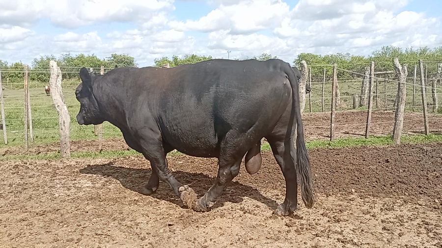 Lote 5 Toros de invernar