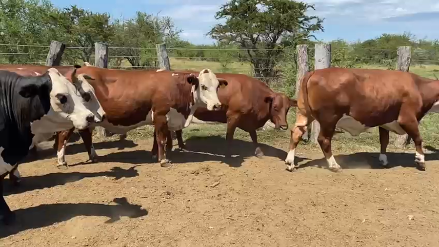 Lote 28 Vacas faena