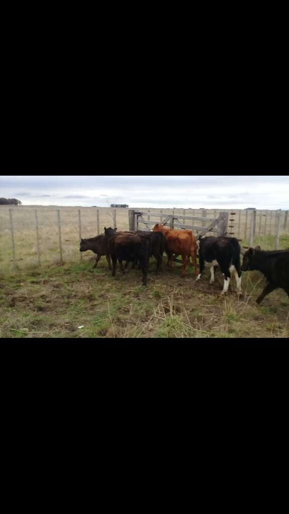 Lote 30 Terneros/as en Benito Juárez, Buenos Aires