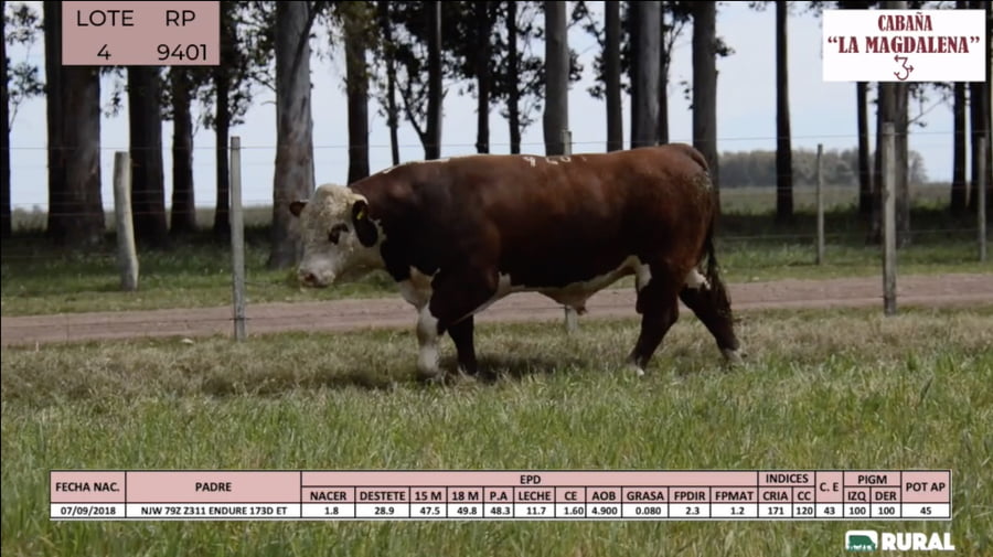 Lote Toros POLLED HEREFORD PI RP 9398 9401 9438