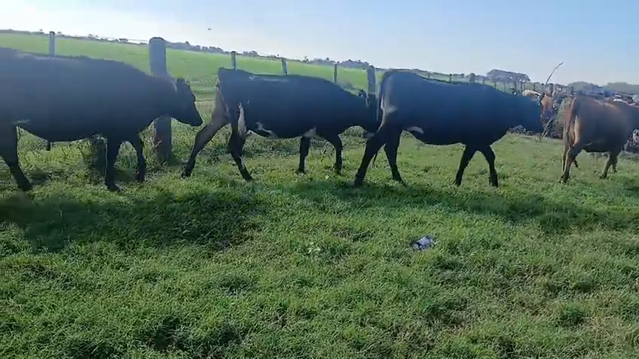 Lote 23 Vaquillonas preñadas Kiwi en Hersilia, Santa Fe
