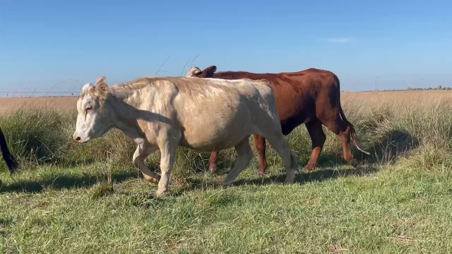 Lote 170 Vaquillonas C/ cria en Saladas, Corrientes