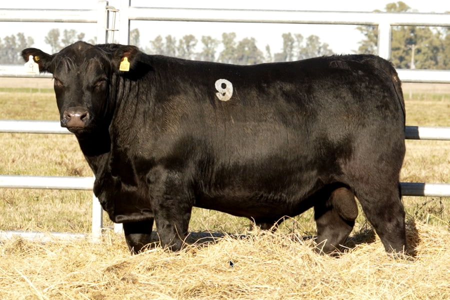 Lote TOROS ANGUS PUROS CONTROLADOS