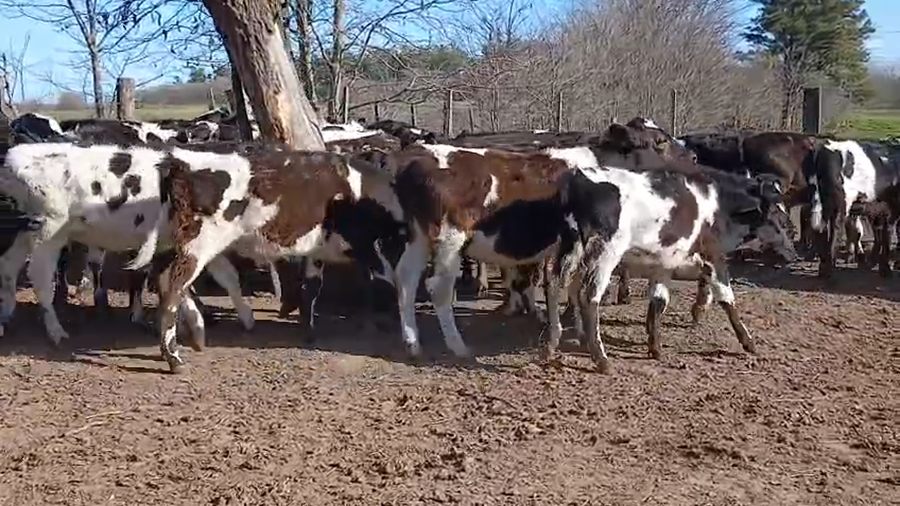 Lote 40 Terneros en Buenos Aires, Los Toldos