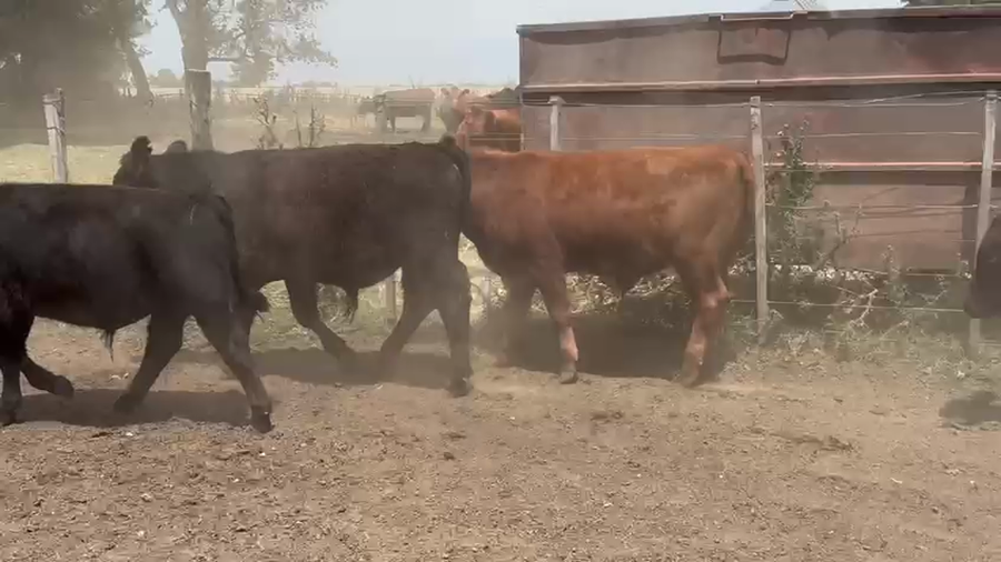 Lote 12 Terneros en Benito Juarez