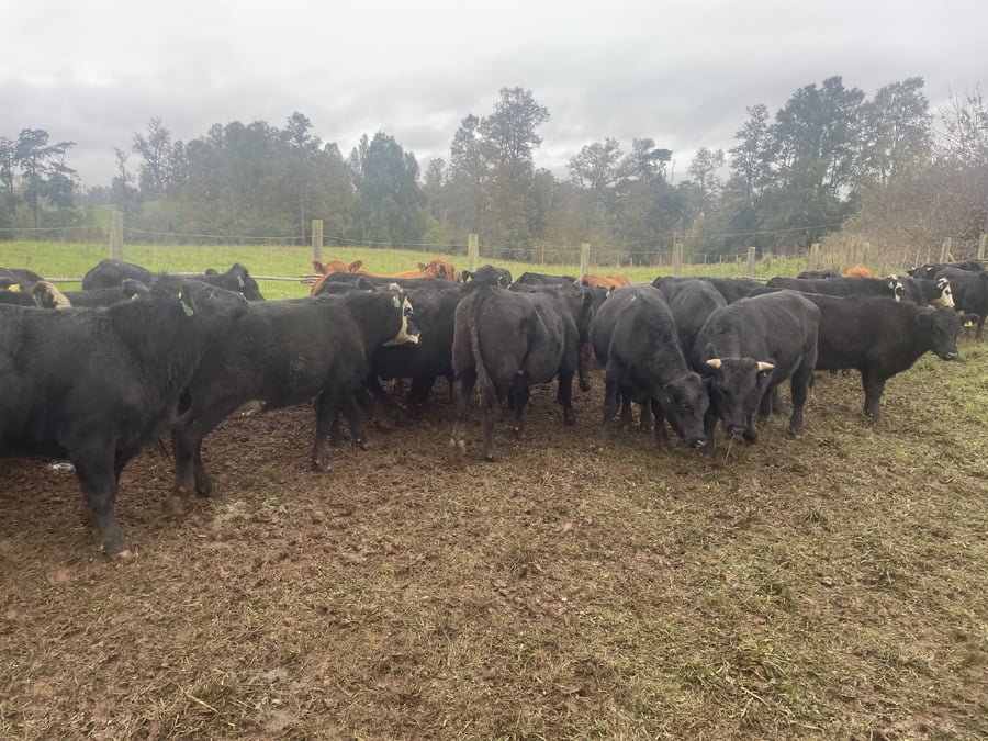 Lote 33 Novillo Engorda en X Región Los Lagos, Puerto Varas